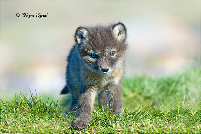 Arctic fox pup 132 by Dr. Wayne Lynch &copy;